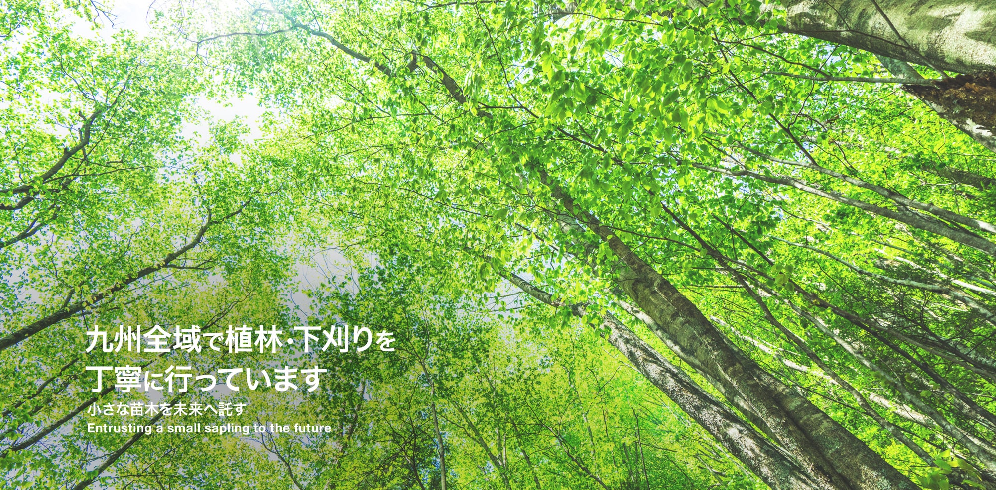 九州全域で、植林・下刈りを丁寧に行っています。～小さな苗木を未来へ託す～ 
